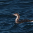 根室湾のオオハム幼鳥 Black-throated Loon
