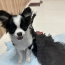 今日のわんこ