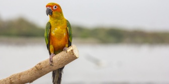 彼氏が私の飼っているセキセイインコに「うんこ」を覚えさせてイラっ