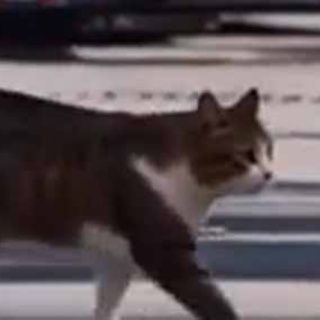 猫の動画 ねこわん！