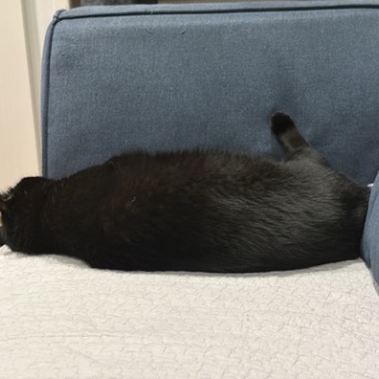 足で壁を蹴って寝る猫