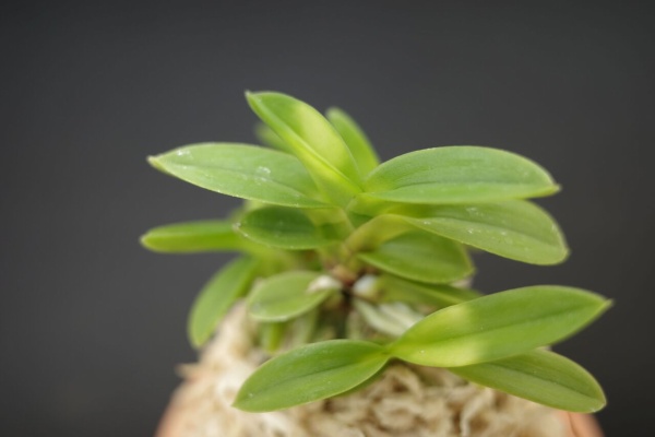 芳香風蘭無限彩Ⅲ - 富貴蘭