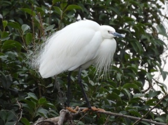 2026年3月25日の野鳥公園
