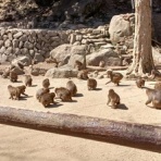 文ちゃんの更科日記