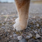 画像フォルダは猫ばかり