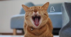 こんな日は猫もエアコン♪