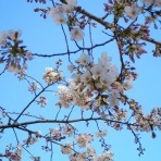 ユミユミの桃色人生