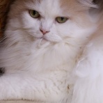 猫カフェ ねこまんまBlog