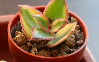 『アルブム、ミドリガメノタマゴ、ブロンズヒメなど多肉5種のさし木をする』の画像