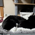 黒猫３にゃん　