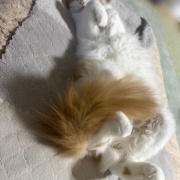 「お顔にお水がついていますよ」と猫に言ったら・・・