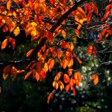 『紅葉狩りｽﾎﾟｯﾄ🍂『2025.11 岡山後楽園❸』岡山市北区後楽園』の画像
