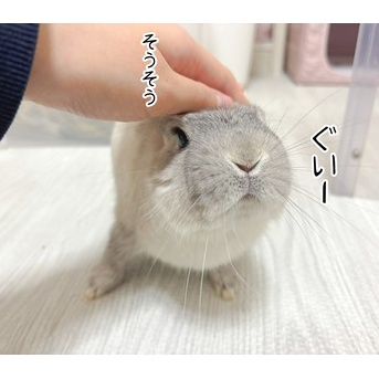 うさぎのルリ(3/9追記)