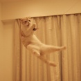 元祖跳ぶ猫。