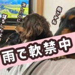 メルロコ一家の横須賀ストーリー