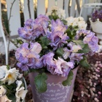 のばらのガーデニングブログ　Hana and Rose Garden+