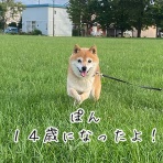 豆柴ぽんと北海道