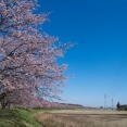 【画像】いい天気だから桜を見に行ってきた