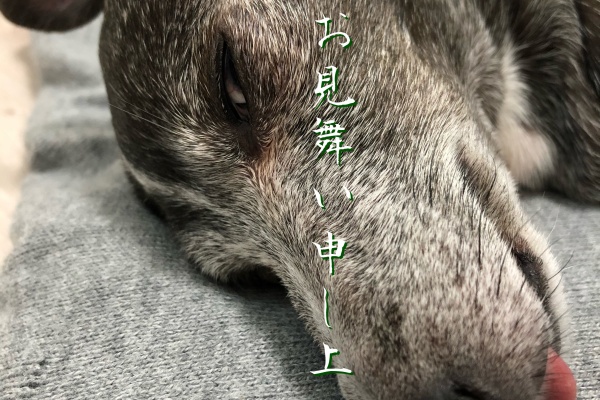 黒いぬさんと暮らし方 黒いぬ写真館