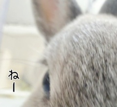 うさぎのルリ(9/4追記)