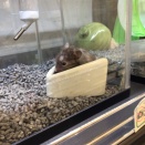 新入荷ハムスター