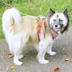 保護犬☆一星14年間の物語