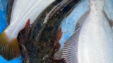 魚釣れたんだけどこの魚なんですか（※画像あり）