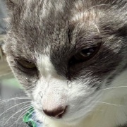 ネネちゃん、泣いてるの？何かあったの？