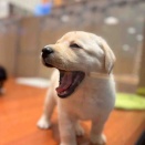 むっちむちラブラドールレトリーバーくん