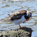 2026年5月5日の野鳥公園