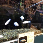 ワンラブ観賞魚部門の入荷情報ブログ！