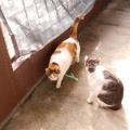 猫に小判を与えたら。 埋蔵金：千九百拾八両　母ぁが出よればぁ・・・。