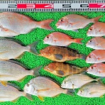竹村貸舟店【高知県 浦ノ内湾～宇佐～須崎市横浪半島沖の船釣り】釣果情報 & ブログ