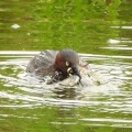 2026年9月3日の野鳥公園