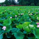 隣人「引っ越してきてから何日も経ってるのに挨拶がない！毎晩毎晩うるさい！」自分「まだ引っ越してきてないです」隣人「うそ！毎晩毎晩、金槌打ってるみたいな音がしてうるさい！」