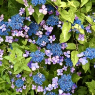 花散歩