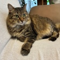犬好きと猫好き