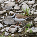 川岸を歩くコチドリです