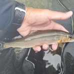 ☆甲州の渓流釣りバカ日誌☆