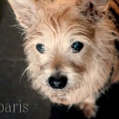 連れていくのよね？と言った人、置いていくの？と言った人