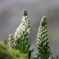 あの花この花