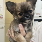 長崎県 ペットショップワンラブ ゆめタウン夢彩都店のスタッフblog