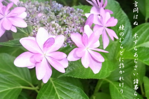 花信風 季節からのたより 万葉集