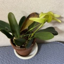 バルボ・アルファキナム　2輪開花中