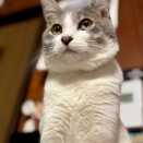 2月22日(日)「猫の日も猫好きなコジマトペへ」