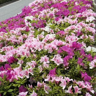 Mikageマダムの夕食レシピ