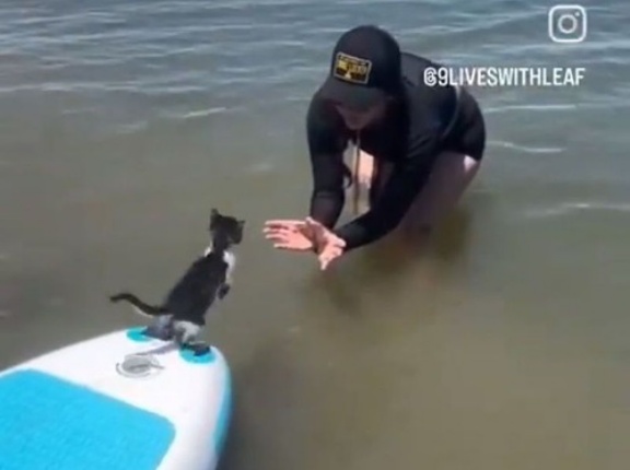飼い主を心から信頼する子猫が…海に落ちるのを恐れずジャンプする