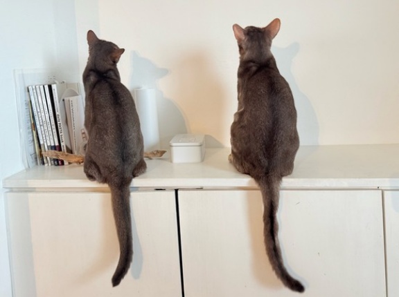 虫さんがいるような⁇