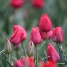 先週のチューリップ