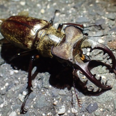 イザベラミズアオの学名 : Insect trails